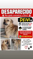 Lost Male Dog last seen Rua Antônio da cruz messias, Jardim Ibirapuera, SP 05814-130