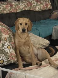 Lost Female Dog last seen She escaped through our fenced dog log. Lash seen location was 595 bowers rd Thomasville, Thomasville, NC 27360