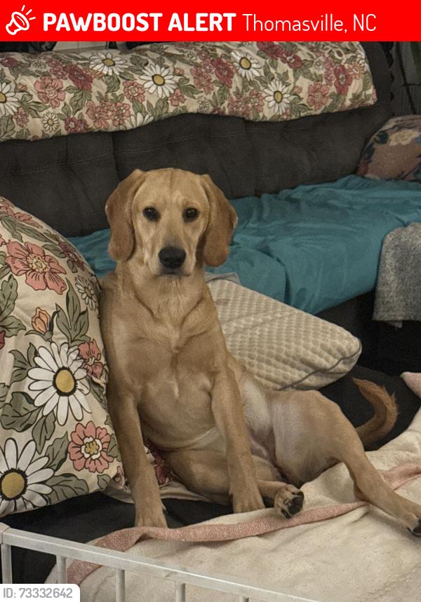Lost Female Dog last seen She escaped through our fenced dog log. Lash seen location was 595 bowers rd Thomasville, Thomasville, NC 27360