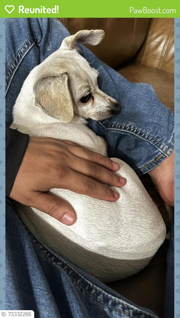 Reunited Female Dog last seen Near country ridge rd Lewisville tx 75067, Lewisville, TX 75067