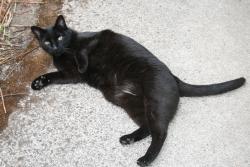 Found/Stray Male Cat last seen 10th Avenue and 149th Street, Vancouver, Wa., Vancouver, WA 98685
