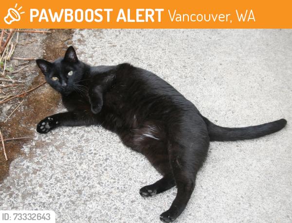 Found/Stray Male Cat last seen 10th Avenue and 149th Street, Vancouver, Wa., Vancouver, WA 98685