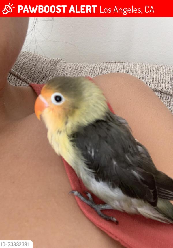 Lost Female Bird last seen Exposition and Sawtelle, Los Angeles, CA 90064