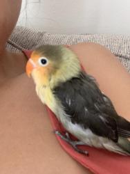 Lost Female Bird last seen Exposition and Sawtelle, Los Angeles, CA 90064