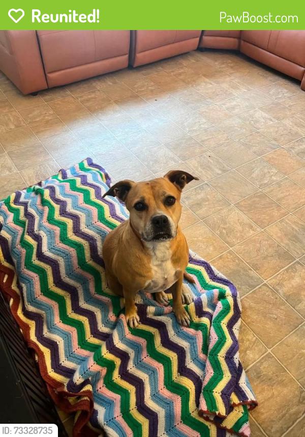 Reunited Female Dog last seen NW 111 Lane and 475, Oxford, FL 34484