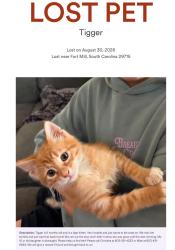 Lost Female Cat last seen Dobys bridge, Fort Mill, SC 29715