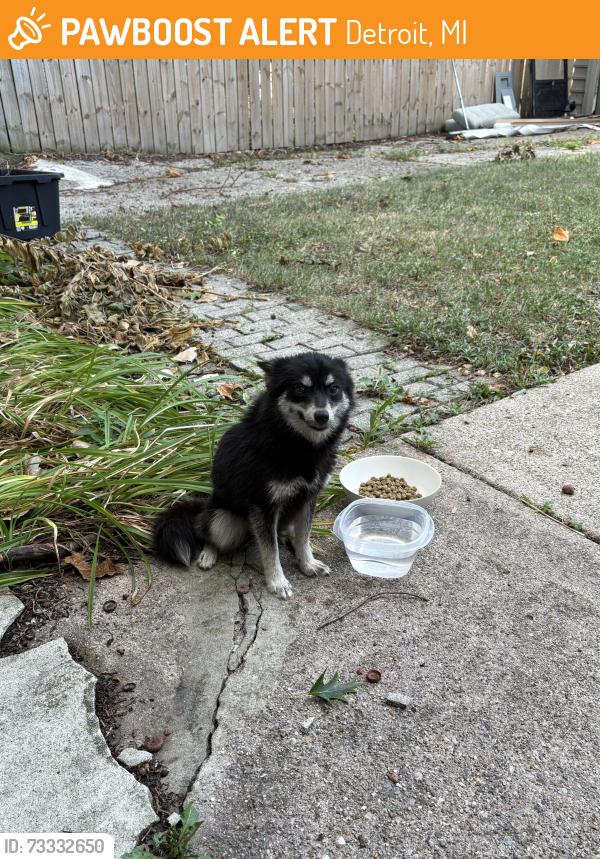 Found/Stray Female Dog last seen Frankfort and Belford, Detroit, MI 48224