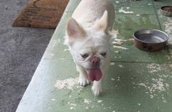 Reunited Female Dog last seen 8th ave & 17th st, Homestead, FL 33030