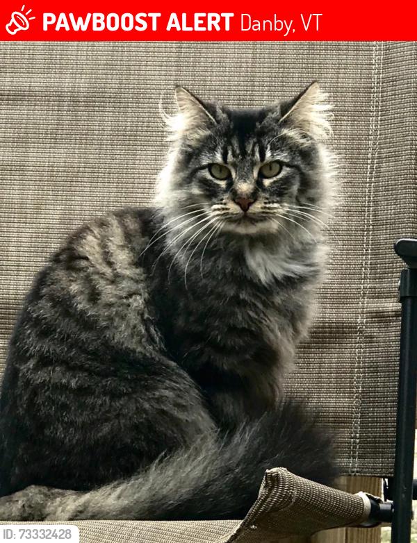 Lost Female Cat last seen John Corey Rd Danby VT, Danby, VT 05739
