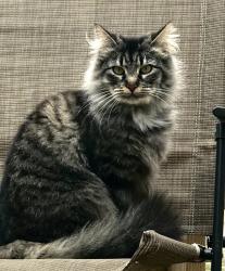 Lost Female Cat last seen John Corey Rd Danby VT, Danby, VT 05739