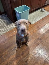 Reunited Male Dog last seen Lambertville, MI, USA, Lambertville, MI 48144