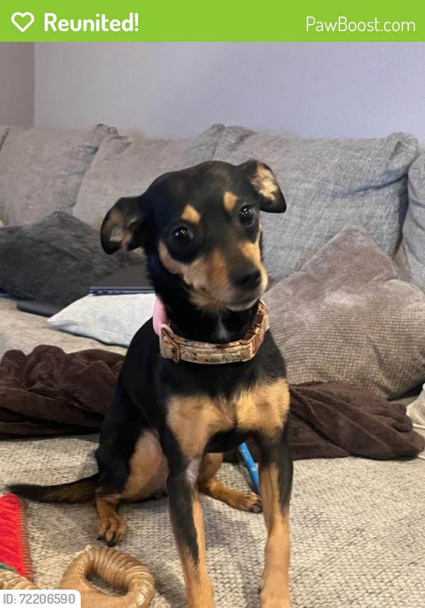 Reunited Female Dog last seen Sheridan st and Kirby Drive, West University Place, TX 77005