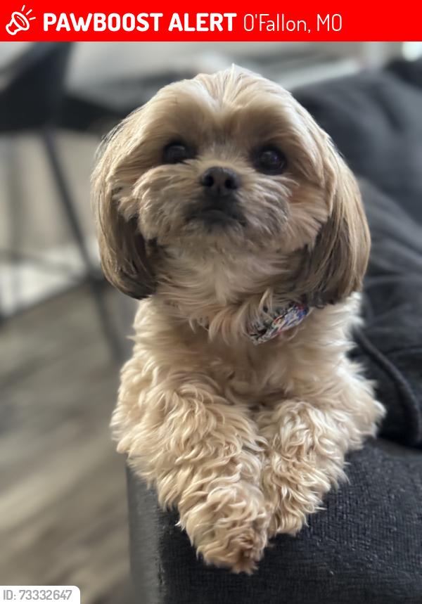 Lost Female Dog last seen Aberdeen Subdivision, O'Fallon, MO 63368