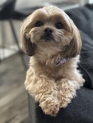 Lost Female Dog last seen Aberdeen Subdivision, O'Fallon, MO 63368