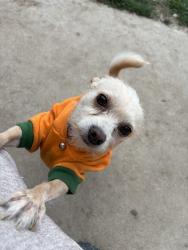 Lost Male Dog last seen Near ɢʀᴏᴠᴇ ᴅʀ, Richgrove, CA 93261