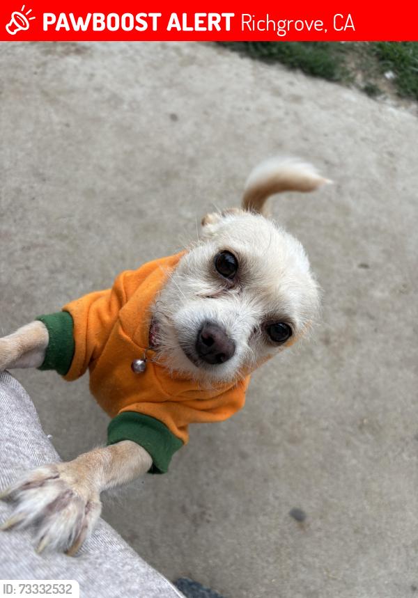 Lost Male Dog last seen Near ɢʀᴏᴠᴇ ᴅʀ, Richgrove, CA 93261