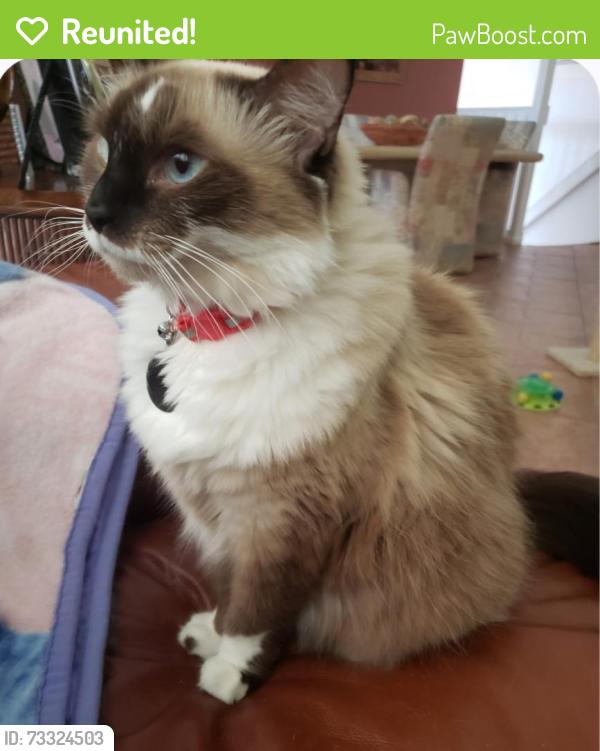 Reunited Female Cat last seen Preston G in Century Village, Boca Raton, FL 33434