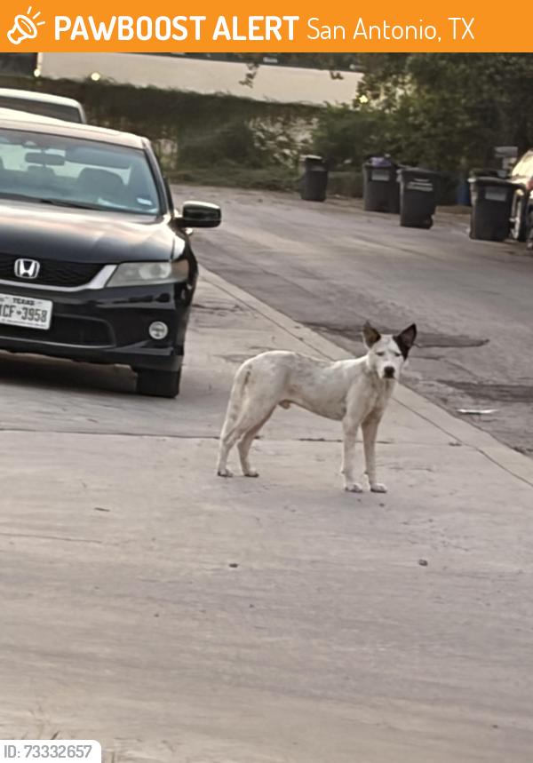 Found/Stray Male Dog last seen Southcross and wilcox, San Antonio, TX 78223