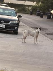 Found/Stray Male Dog last seen Southcross and wilcox, San Antonio, TX 78223
