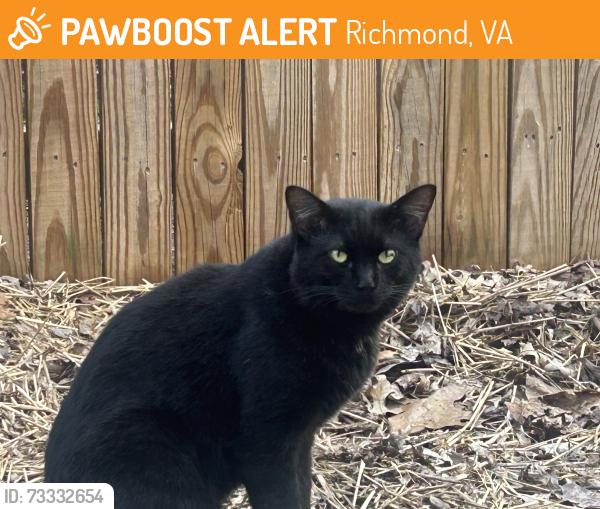 Found/Stray Unknown Cat last seen Cherokee & Huguenot, Richmond, VA 23235