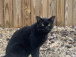 Found/Stray Unknown Cat last seen Cherokee & Huguenot, Richmond, VA 23235