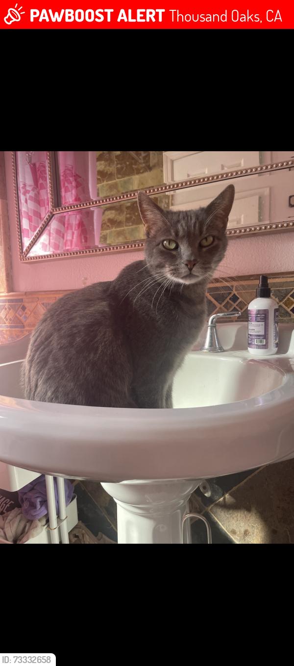 Lost Male Cat last seen Bella and Kitty, Thousand Oaks, CA 91320