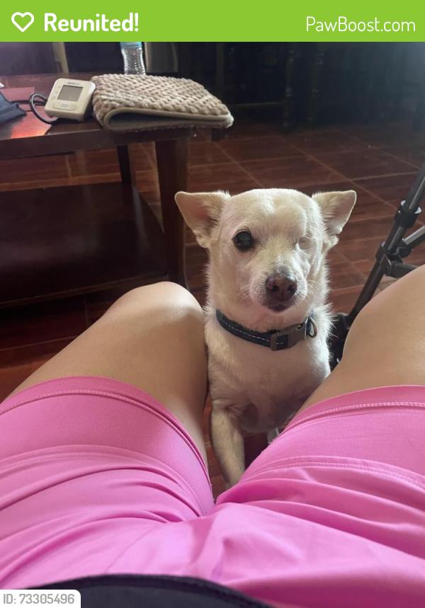 Reunited Male Dog last seen Near Clydedale Dr Dallas tx 75220, Dallas, TX 75220
