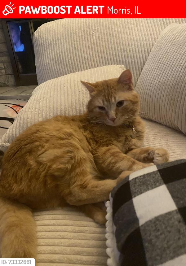 Lost Male Cat last seen Bruce St & Thomas St, Morris, IL 60450