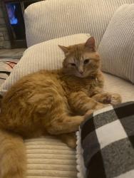 Lost Male Cat last seen Bruce St & Thomas St, Morris, IL 60450