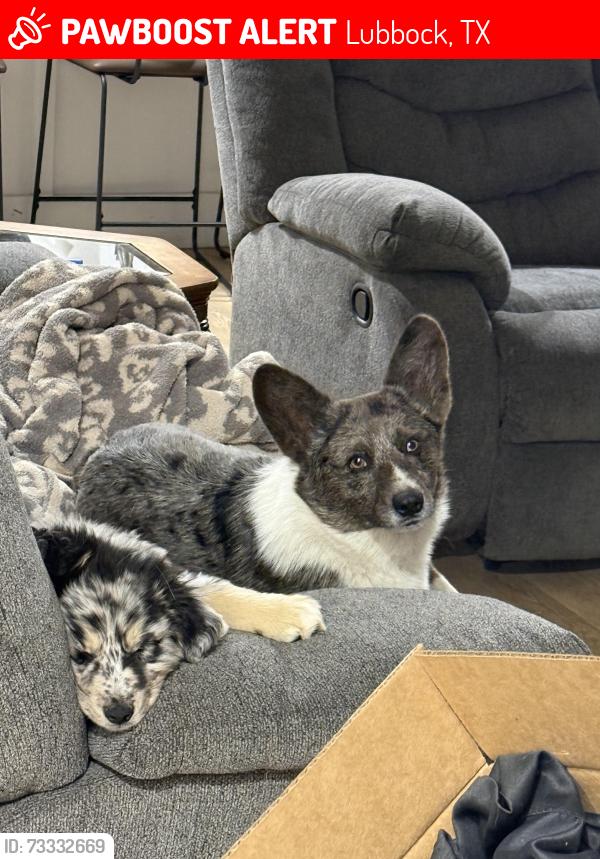 Lost Male Dog last seen universe and 98th, Lubbock, TX 79423