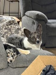 Lost Male Dog last seen universe and 98th, Lubbock, TX 79423