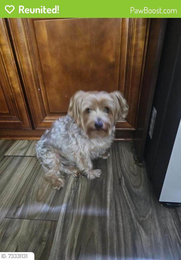 Reunited Male Dog last seen waters/Rome, Tampa, FL 33604