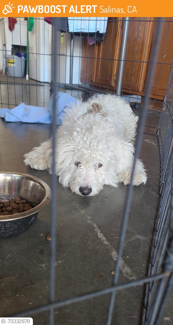 Found/Stray Male Dog last seen 1st street, Salinas, CA 93901