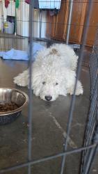 Found/Stray Male Dog last seen 1st street, Salinas, CA 93901