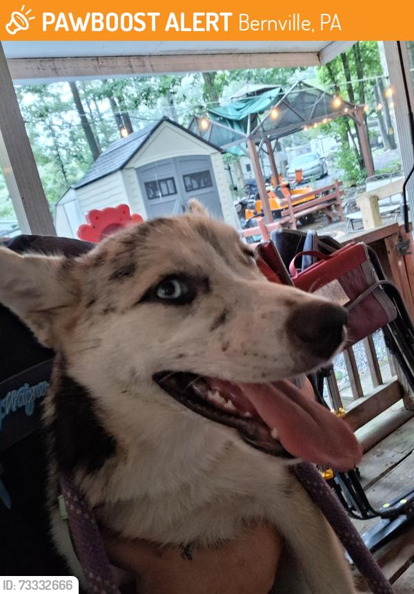 Found/Stray Female Dog last seen Shartlesville rd, Bernville, PA 19506
