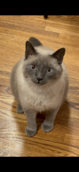 Lost Male Cat last seen Regent park mt laurel, Birmingham, AL 35242