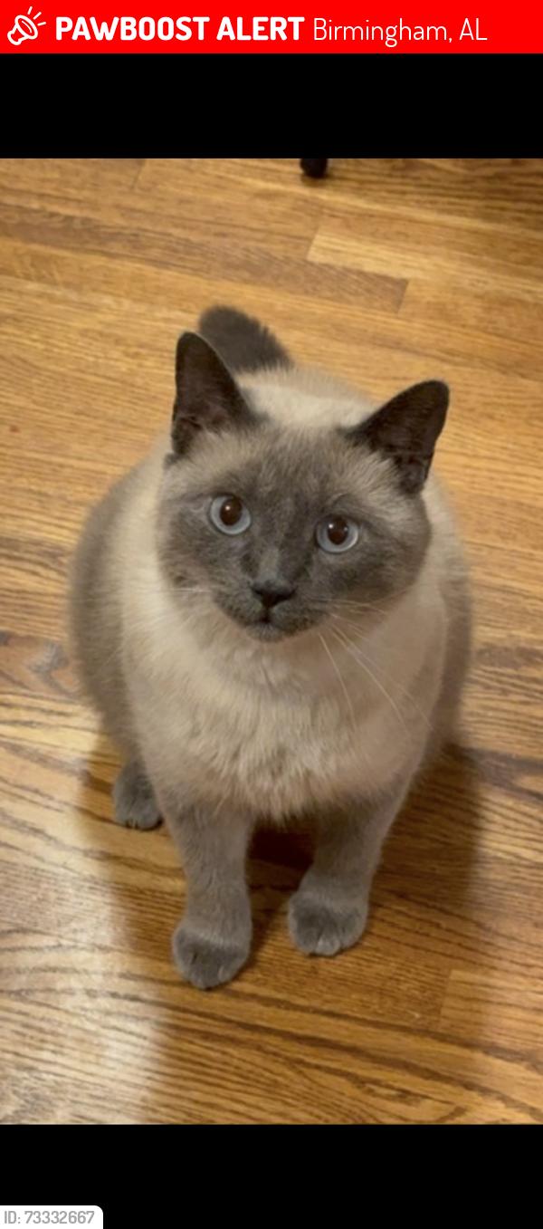 Lost Male Cat last seen Regent park mt laurel, Birmingham, AL 35242