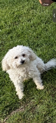 Reunited Male Dog last seen Dempsey Pl & Winn dr, Gwinnett County, GA 30044