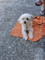 Found/Stray Male Dog last seen N wrightwood dr, Orange, CA 92869