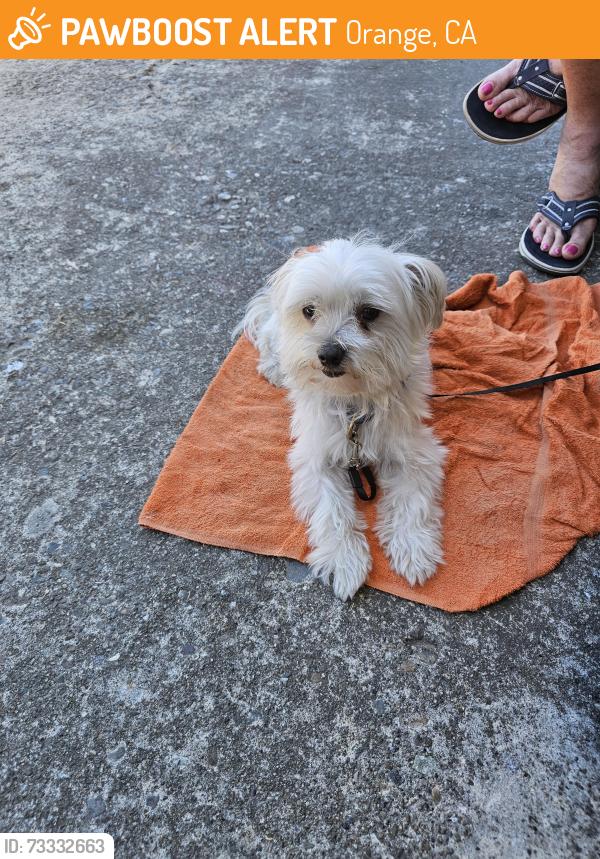 Found/Stray Male Dog last seen N wrightwood dr, Orange, CA 92869