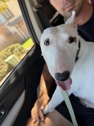 Found/Stray Female Dog last seen Sapphire and Hillside, Rancho Cucamonga, CA 91701