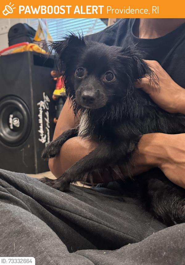 Found/Stray Male Dog last seen Burger King, the highway, post office, Providence, RI 02909
