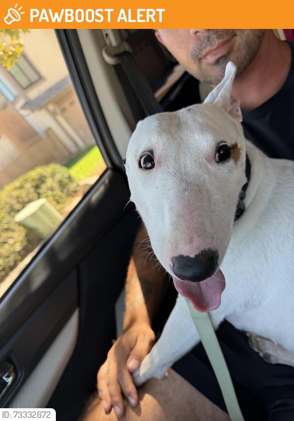 Found/Stray Female Dog last seen Sapphire and Hillside, Rancho Cucamonga, CA 91701