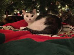Reunited Female Cat last seen Near Gatlin Ave, Orlando, FL 32806, USA, Orlando, FL 32806