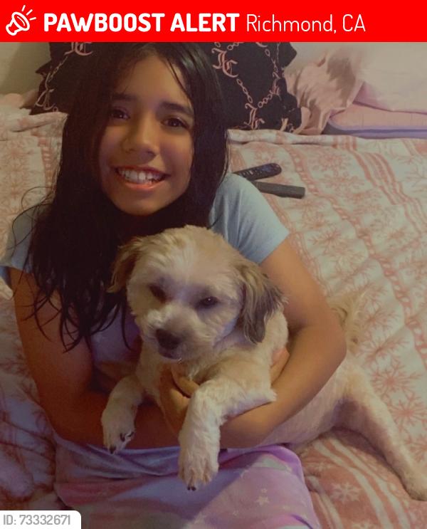 Lost Male Dog last seen Maricopa, Richmond, CA 94804