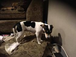 Lost Female Dog last seen she was last seen on the river by Chester ave bridge, Bakersfield, CA 93301