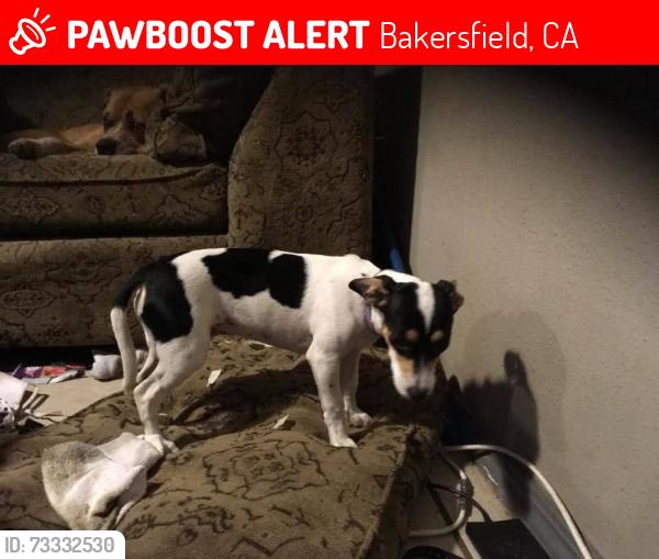 Lost Female Dog last seen she was last seen on the river by Chester ave bridge, Bakersfield, CA 93301