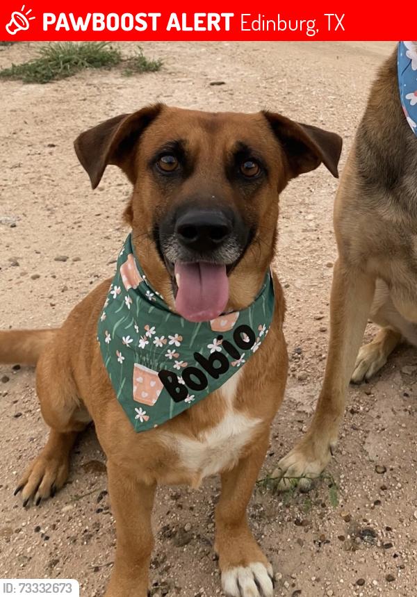 Lost Male Dog last seen East Texas Rd Edinburg TX, Edinburg, TX 78542