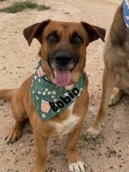 Lost Male Dog last seen East Texas Rd Edinburg TX, Edinburg, TX 78542
