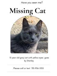 Lost Male Cat last seen Bussey St, Dedham, MA 02026